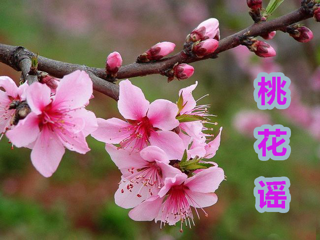【桃花谣】——虎妞/醉舞